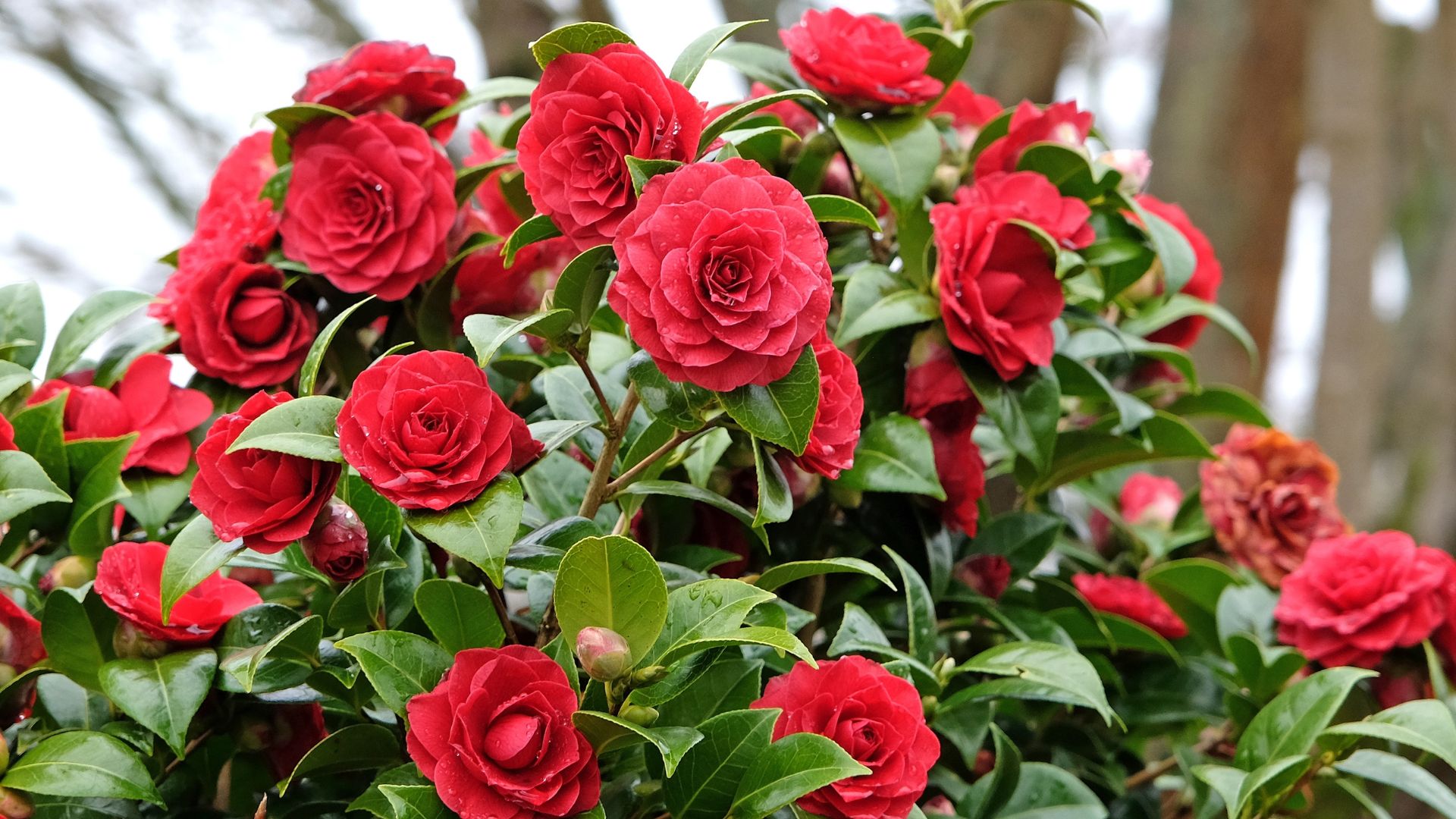 Red double Camellia japonica 'Black Tie' in flower.